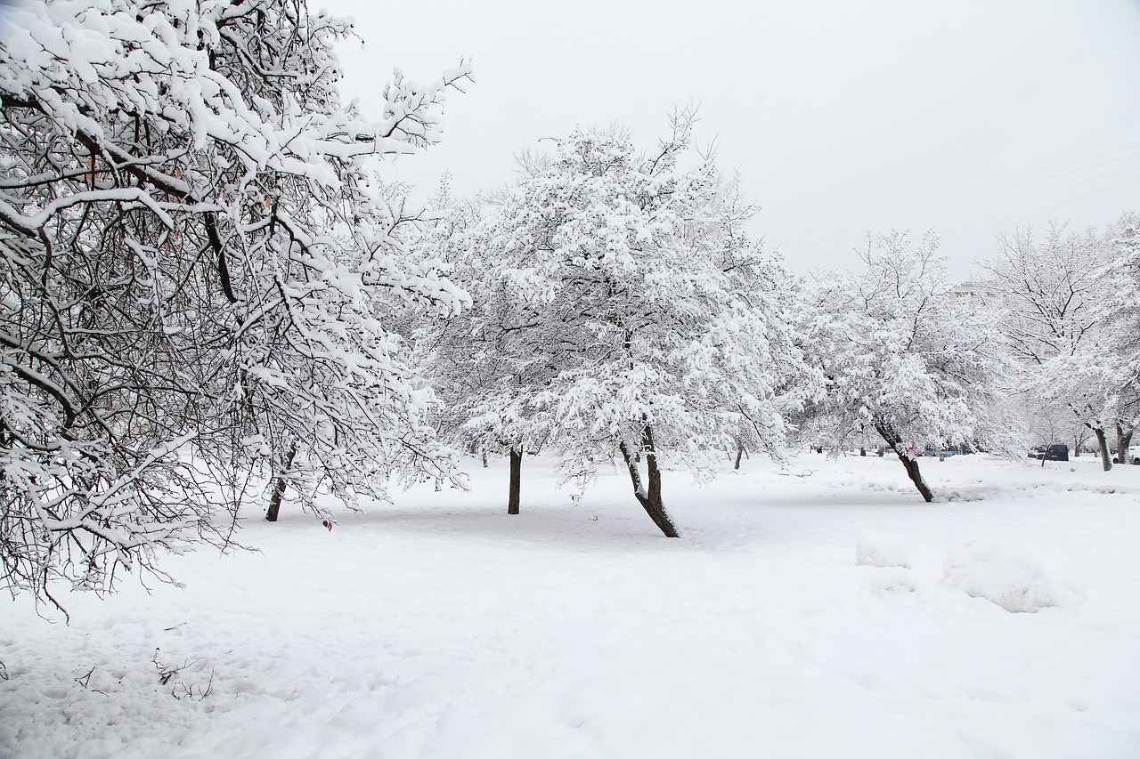 Enchanting Forests and Nature Reserves